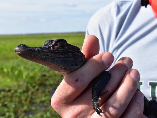 Jean Lafitte Swamp & Airboat Tours Photo 3