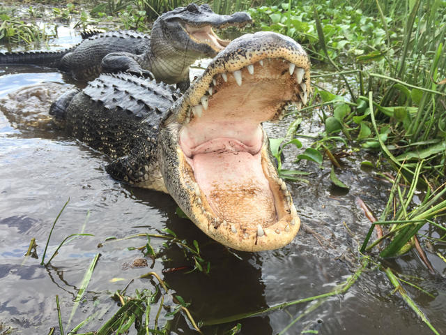 Jean Lafitte Swamp & Airboat Tours Photo