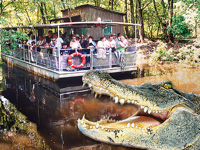 Jean Lafitte Swamp & Airboat Tours Photo 2