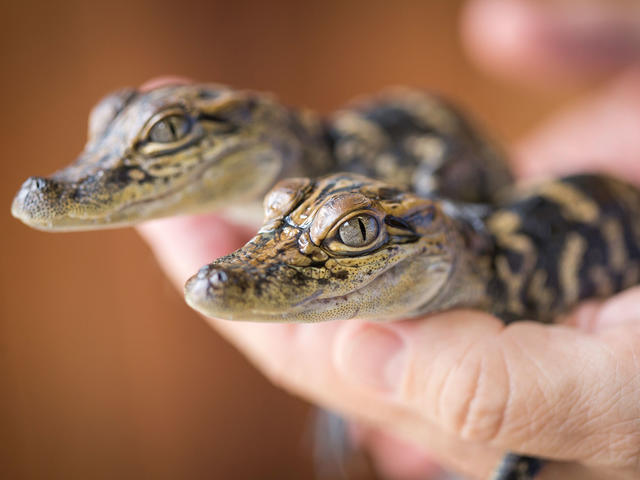 Hold a baby gator