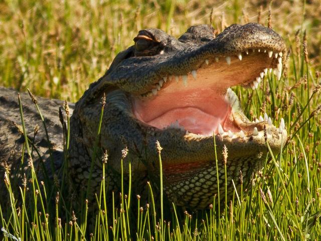 American Alligator