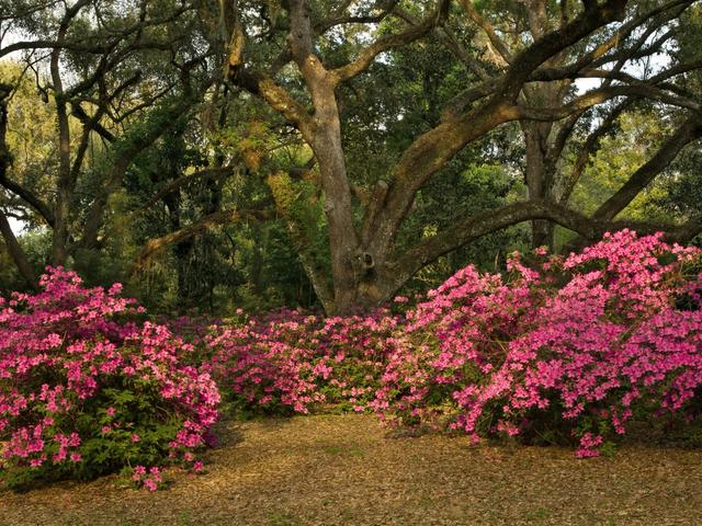 Southern Live Oaks and azalea's