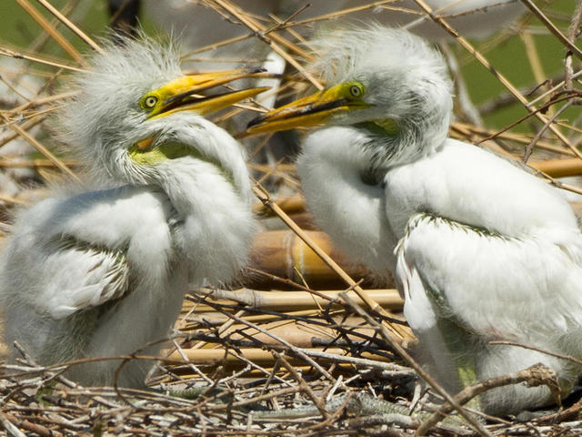 Baby Egrets