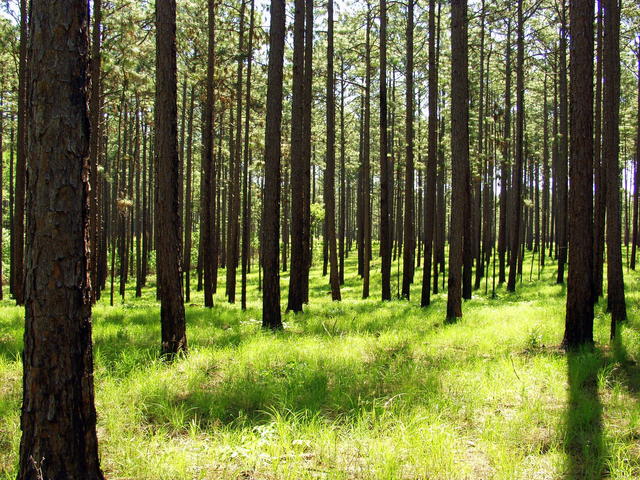 Long Leaf Pine on the Vernon Unit of the Calcasieu Ranger District