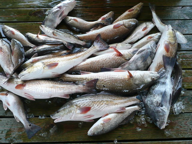 Reds and trout are very plentiful in St. Bernard