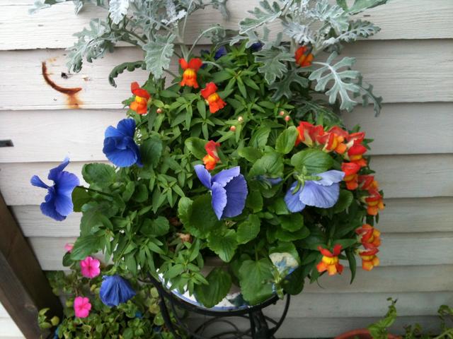 Garden hanging flowers