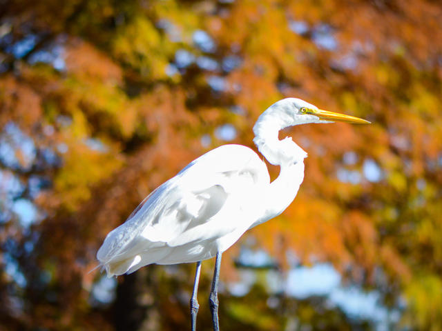 Lafayette's a birders paradise