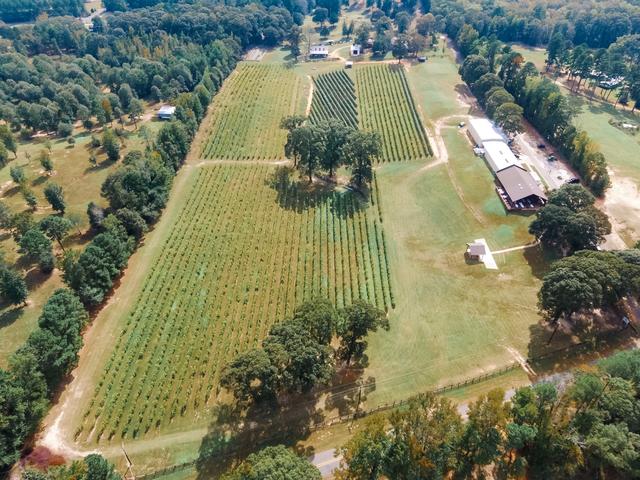 Aerial View of Vineyards