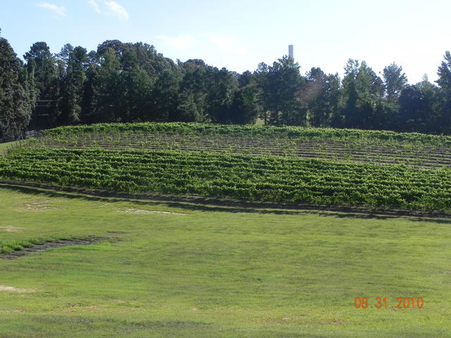 Blanc Du Bois Vineyard