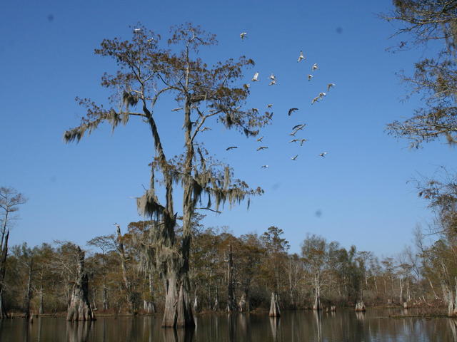 Ibises