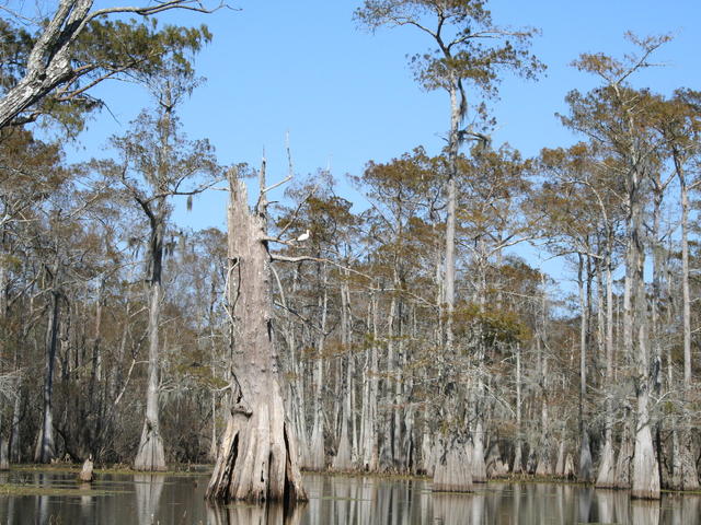 swamp fall picture