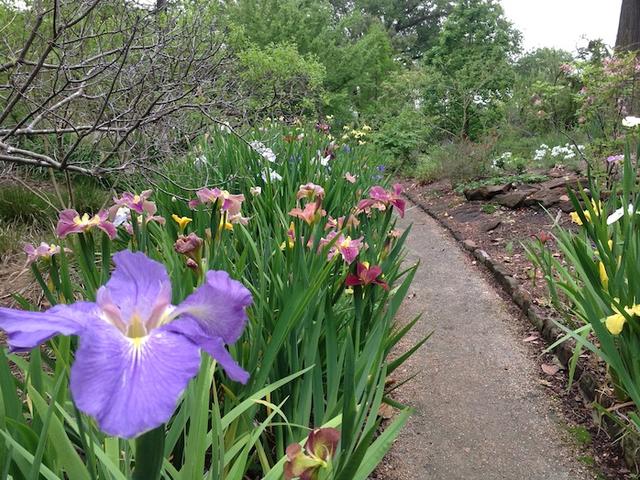 Louisiana Iris