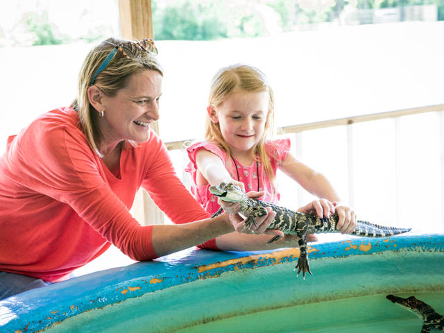 Insta-Gator Ranch, Covington. Hold a baby alligator or even hatch one in August.