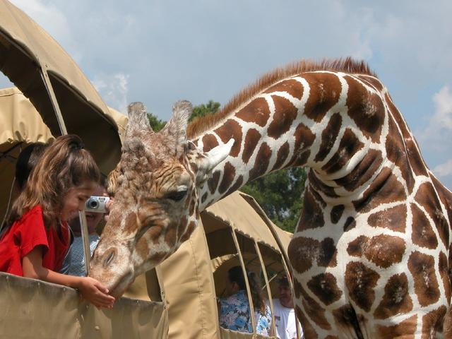 A young visitor has a giraffe eating out of her hand at Global Wildlife Center in Folsom.