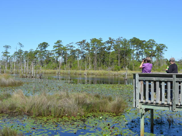 Big Branch Marsh National Wildlife Refuge has boardwalks through the swamp. Red cockaded woodpeckers can be found there.