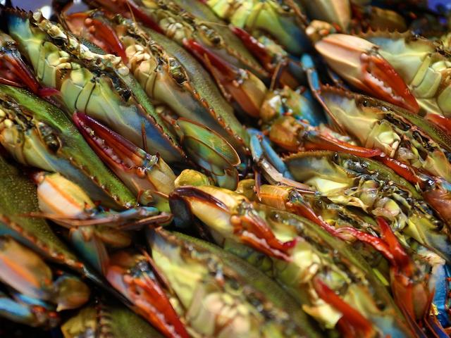 Louisiana Blue Crab