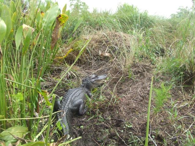 Louisiana Tour Company: Swamp Adventures Photo 3