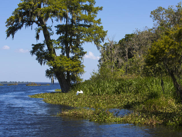 Bayou Scenery