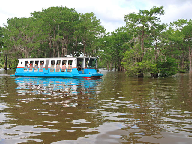 Explore the moss-draped cypress forests of the Atchafalaya Swamp.