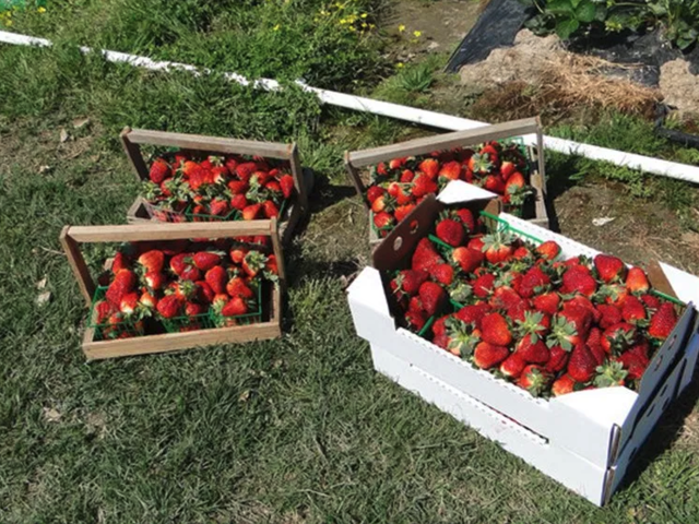 Fresh strawberries on the farm!