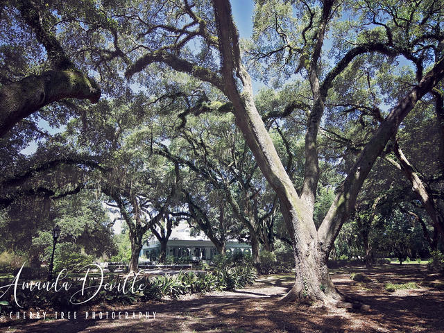 Myrtles Plantation Photo 11