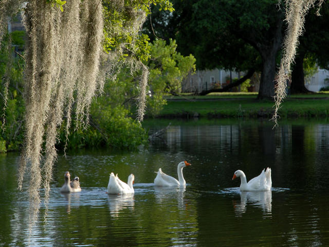 New Orleans City Park Photo