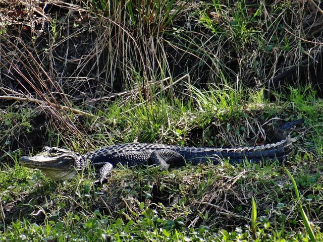 New Orleans Swamp Tours