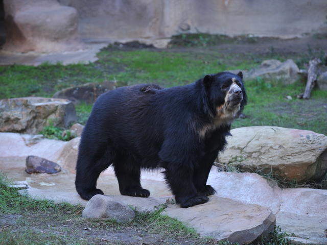 Spectacled bear at Baton Rouge Zoo Photo 4