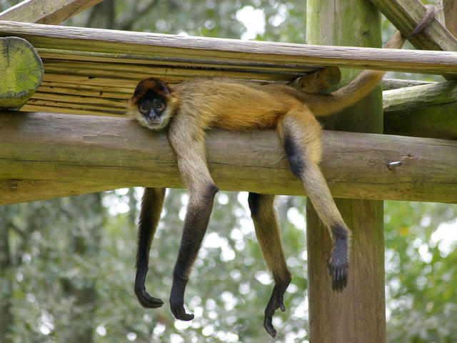 Spider Monkey Island