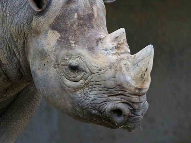 Black rhino at Baton Rouge Zoo Photo 8