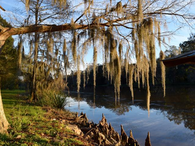 Bayou Teche Scenic Byway Photo