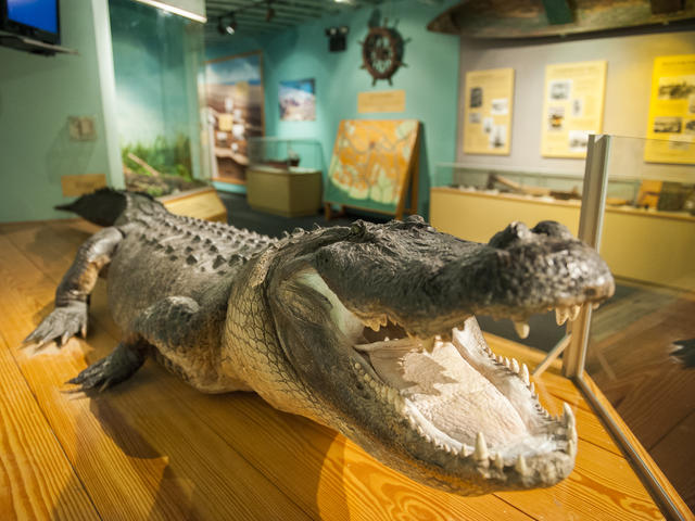 Bayou Terrebonne Waterlife Museum Photo 2