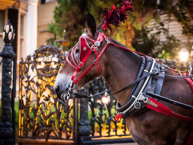 Royal sales carriage tours