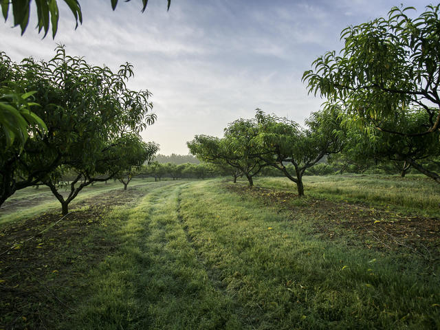 Mitcham Peach Farm