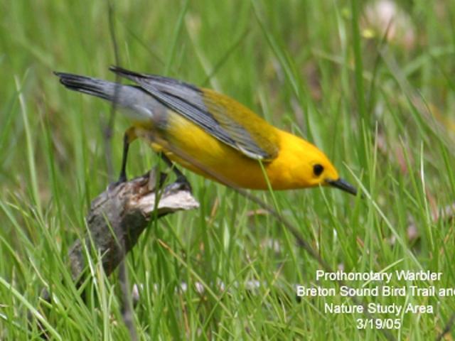 Birding in St. Bernard