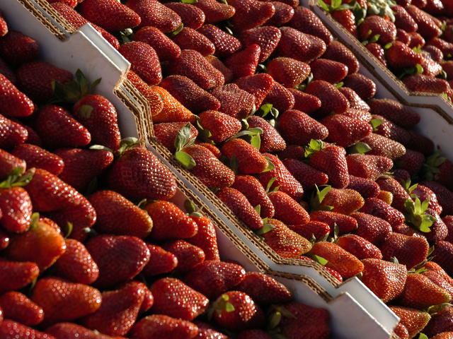 Ponchatoula Strawberries