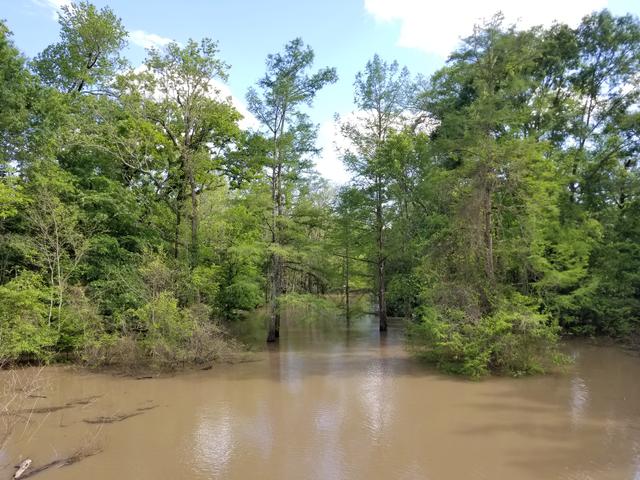 Thistlethwaite Wildlife Management Area Photo