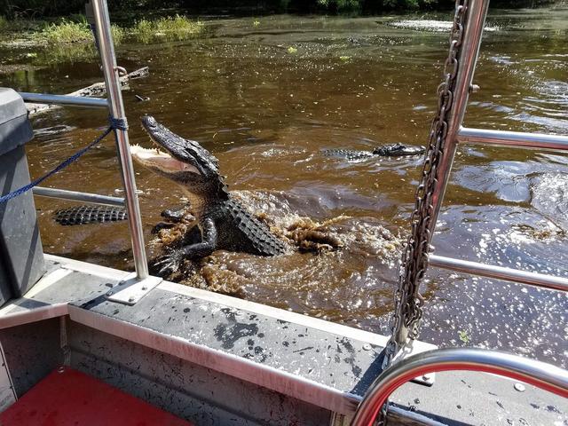 Leaping Gator