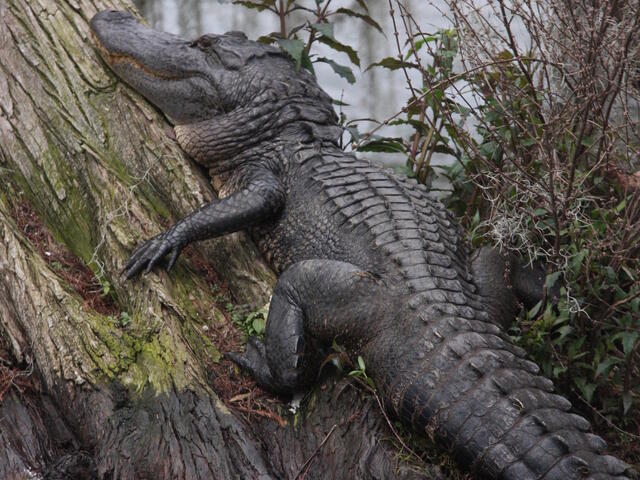 In the heart of cajun country, just minutes from swamp tours and alligator farms.