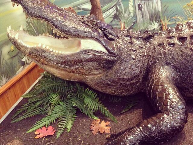 Come meet "Moby" - The largest alligator harvested in West Baton Rouge Parish. 14-foot-3, 760 lbs.
