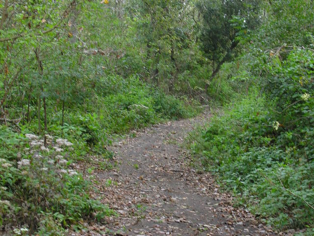 13-miles of natural trails traverse through forested wetland areas and cross natural and manmade waterways.