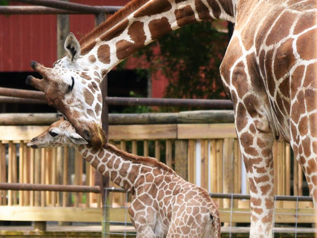 Acadiana's first baby Giraffe, Josie, born Memorial Day 2016