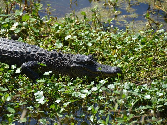 Beyond the Bayou Tours Photo 3