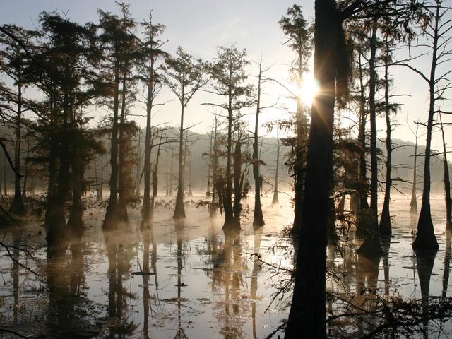 Misty Morning on the lake   Photo Credit:  Mike Colvin