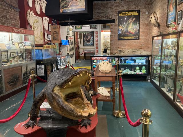 The Great American Alligator Museum Photo 2