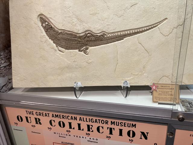 The Great American Alligator Museum Photo 4