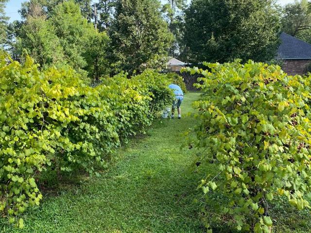 On Cloud Wine Winery Photo 3