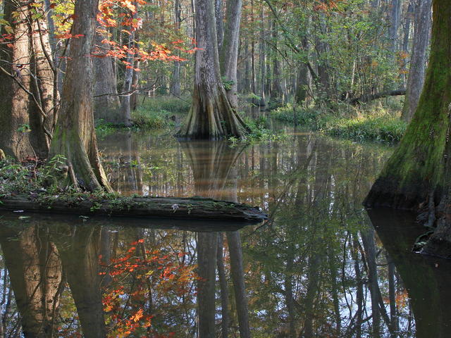 BREC's Bluebonnet Swamp Nature Center Photo