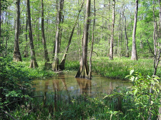 BREC's Bluebonnet Swamp Nature Center Photo 2