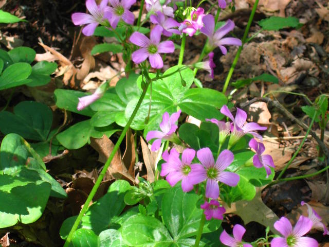 BREC's Bluebonnet Swamp Nature Center Photo 3